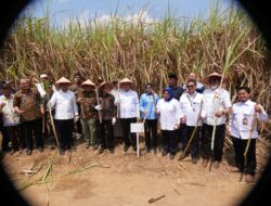 KSP Dudung Tinjau Panen Tebu Register 44, Bupati Ayu Dorong Keberlanjutan dan Kesejahteraan Petani